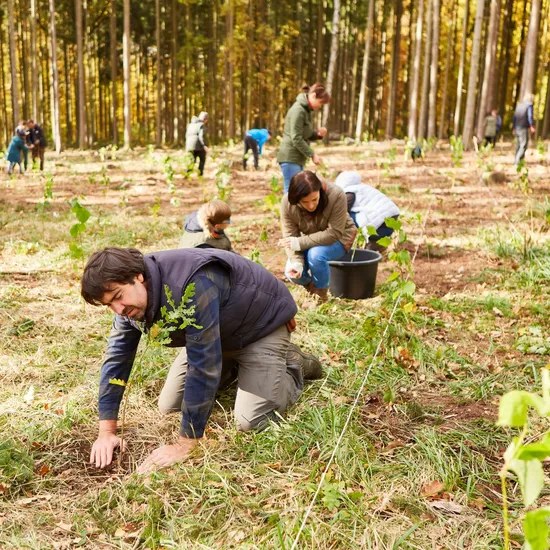 Group,Of,Volunteers,Plant,Trees,In,The,Forest,As,A