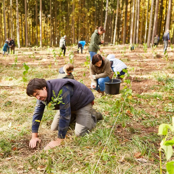 Group,Of,Volunteers,Plant,Trees,In,The,Forest,As,A