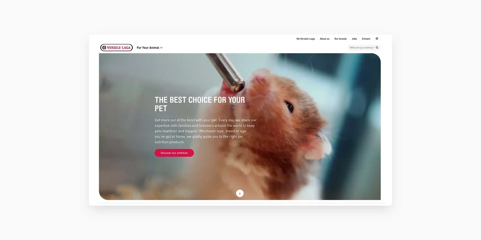 humster drinks water