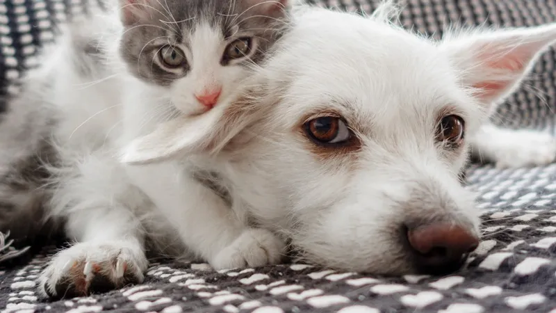 white dog and cat lie huddled