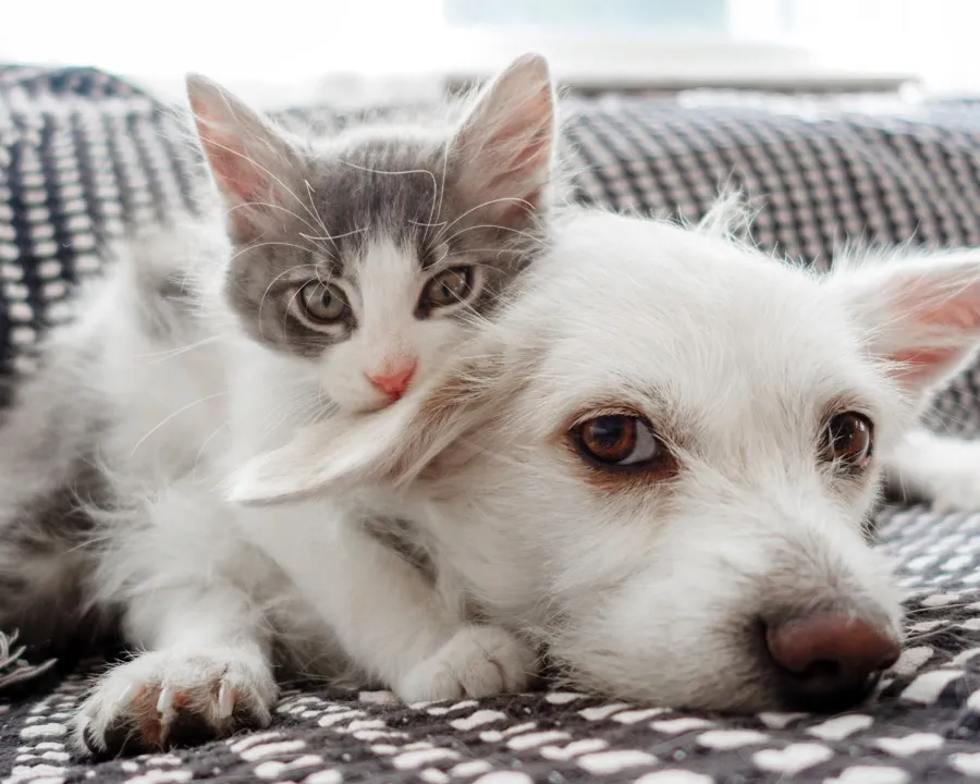 white dog and cat lie huddled